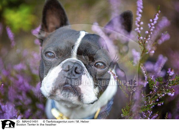 Boston Terrier in der Heide / Boston Terrier in the heather / MAH-01491