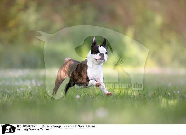 rennender Boston Terrier / running Boston Terrier / BS-07920