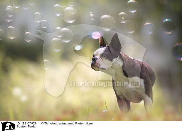 Boston Terrier / Boston Terrier / BS-07929