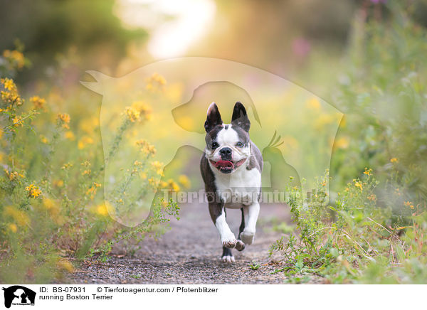 rennender Boston Terrier / running Boston Terrier / BS-07931