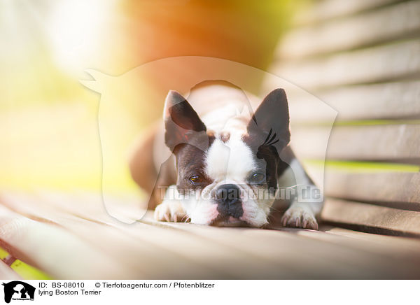 liegender Boston Terrier / lying Boston Terrier / BS-08010