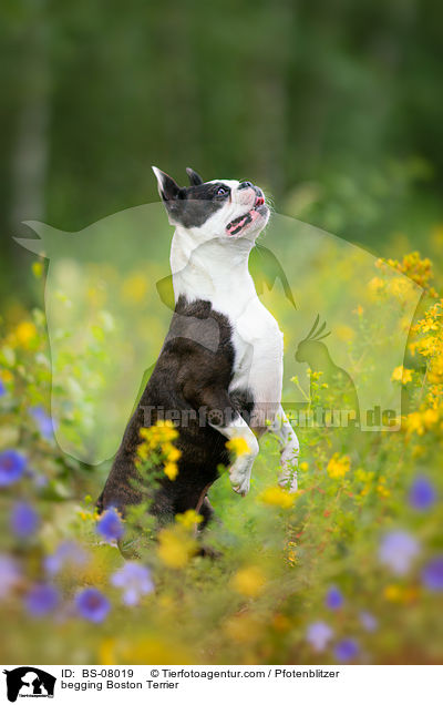 Boston Terrier macht Mnnchen / begging Boston Terrier / BS-08019