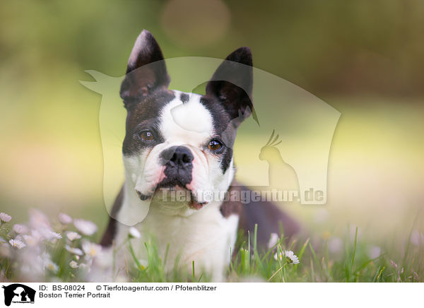 Boston Terrier Portrait / Boston Terrier Portrait / BS-08024