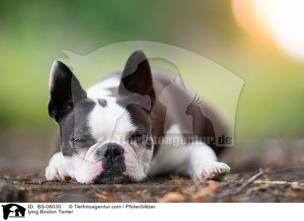 liegender Boston Terrier / lying Boston Terrier / BS-08030