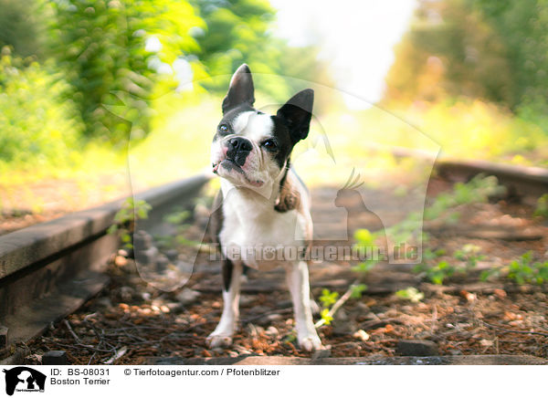 Boston Terrier / Boston Terrier / BS-08031