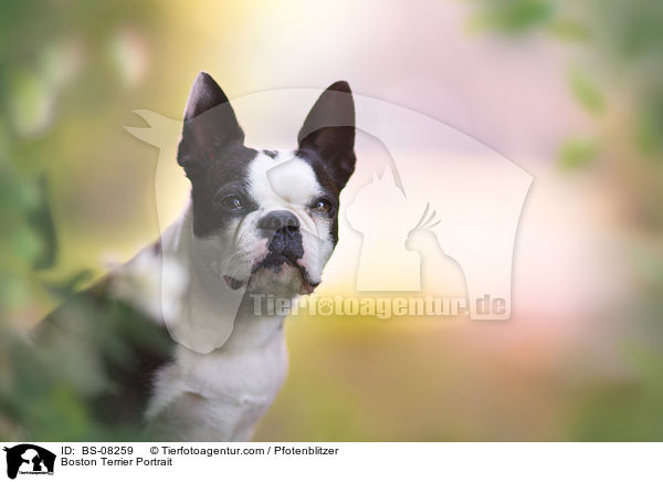 Boston Terrier Portrait / BS-08259