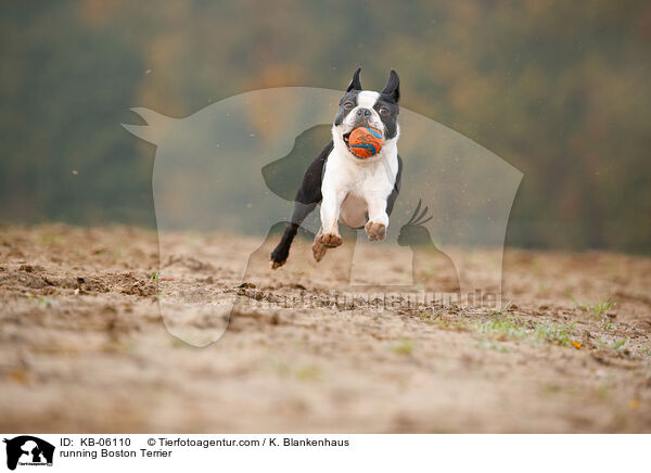 rennender Boston Terrier / running Boston Terrier / KB-06110