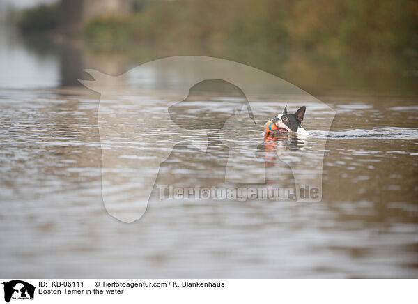 Boston Terrier im Wasser / Boston Terrier in the water / KB-06111