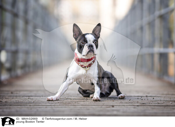 young Boston Terrier / MAH-02669