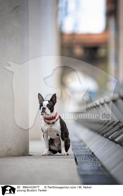 junger Boston Terrier / young Boston Terrier / MAH-02677