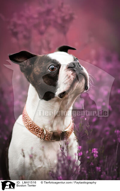 Boston Terrier / LM-01516