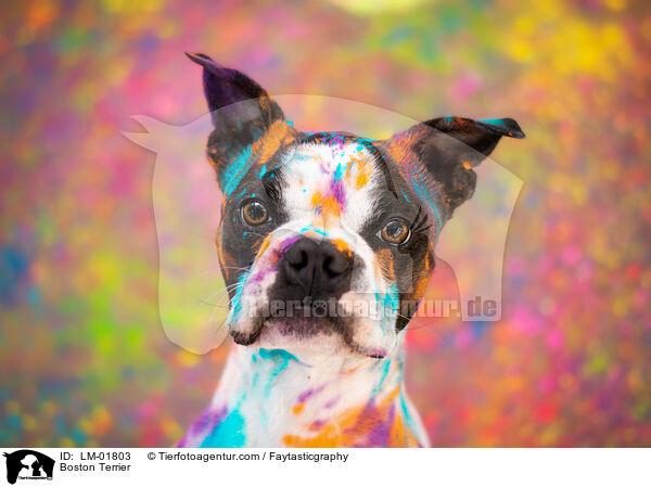 Boston Terrier / Boston Terrier / LM-01803