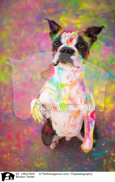 Boston Terrier / Boston Terrier / LM-01804