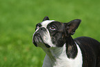 Boston Terrier Portrait