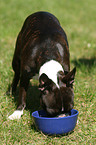 eating Boston Terrier