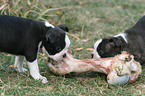 Boston Terrier puppies