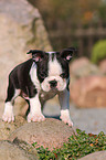 Boston Terrier Puppy