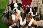 human with Boston Terrier Puppies