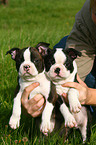 Boston Terrier Puppies