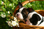 Boston Terrier Puppy