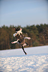 jumping Boston Terrier