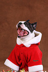 Boston Terrier Portrait