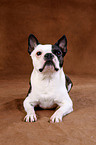 Boston Terrier