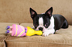 Boston Terrier