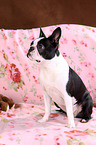 Boston Terrier