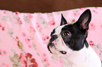 Boston Terrier Portrait