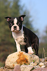 Boston Terrier puppy