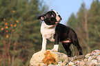 Boston Terrier puppy