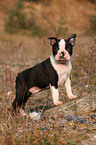 Boston Terrier puppy