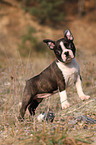 Boston Terrier puppy