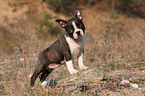 Boston Terrier puppy