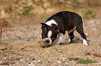 Boston Terrier puppy