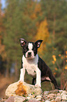 Boston Terrier puppy