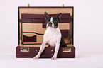 sitting Boston Terrier