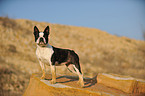 Boston Terrier