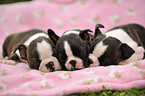 Boston Terrier Puppies