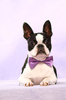 lying Boston Terrier