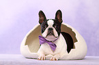 lying Boston Terrier