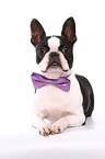 lying Boston Terrier