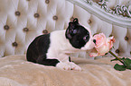 Boston Terrier Puppy