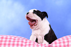 Boston Terrier Puppy