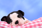 Boston Terrier Puppy