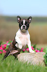 Boston Terrier Puppy