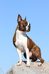 sitting Boston Terrier