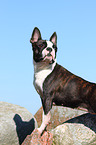 standing Boston Terrier