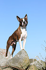 standing Boston Terrier